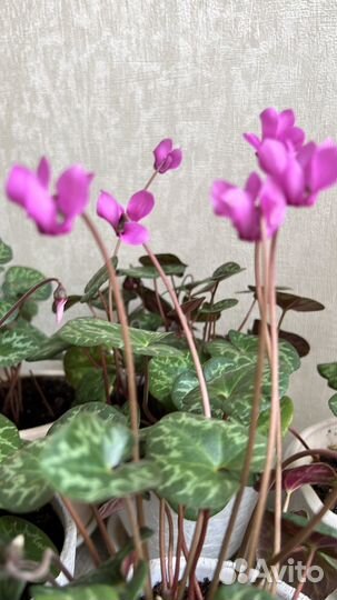 Редкие комнатные цветы