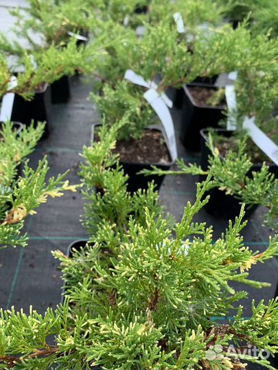 Можжевельник