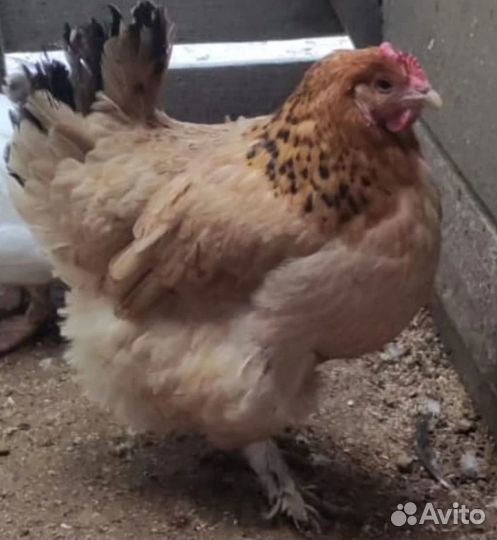 Инкубационные яйца куриные