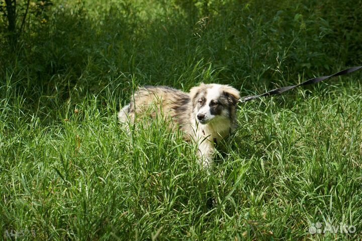 Самая обаятельная ищет дом