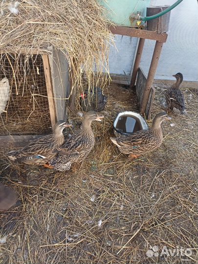 Подсодная утка