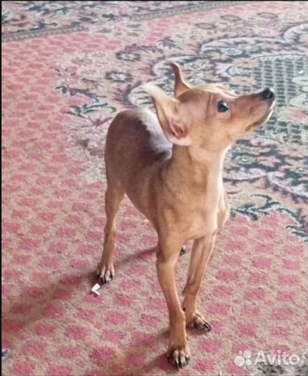 Мини той-терьер