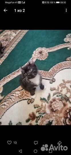 Отдам бесплатно