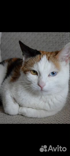 Кошечка в добрые руки