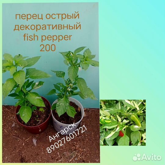 Перчики острые декоративные