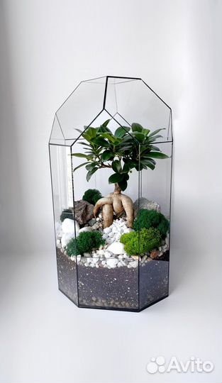 Флорариум Бонсай