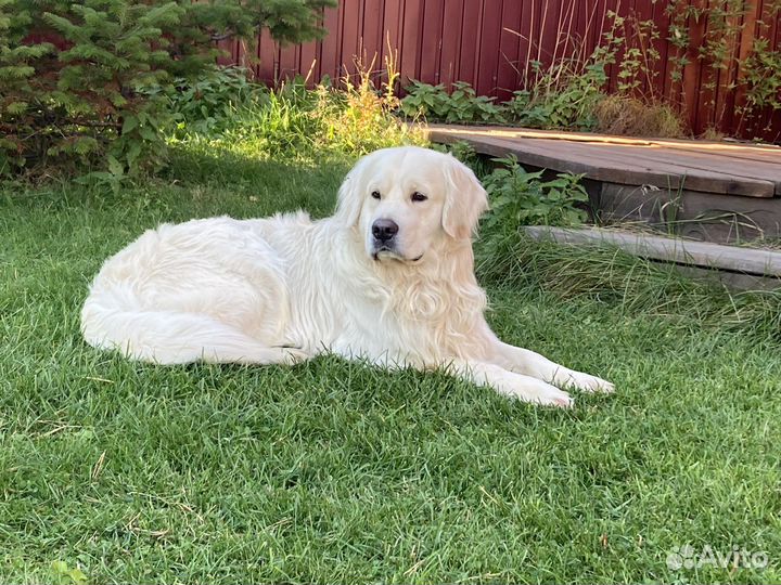 Золотистый ретривер вязка