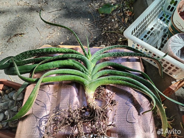 Гастерия суккуленты