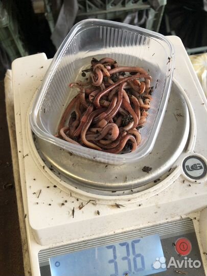 Червь Дендробена Венета