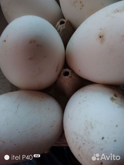 Яйцо утиное,гусиное