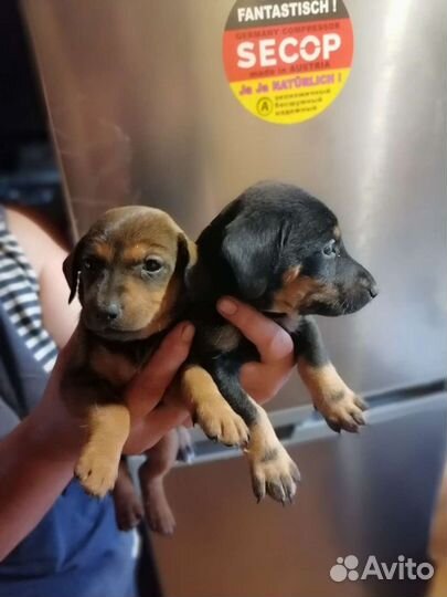 Таксы и другие породы