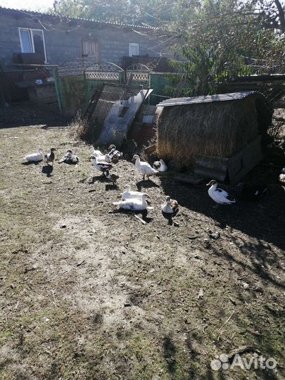 Мускусные утки