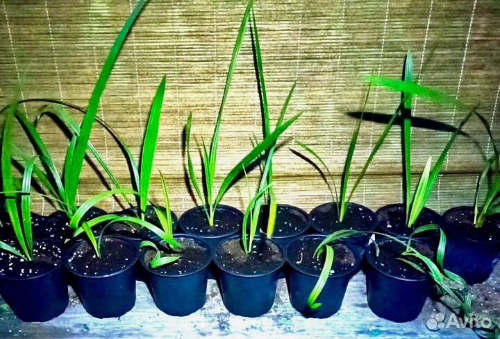 Финиковые пальмы