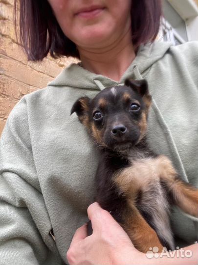 Собаки бесплатно