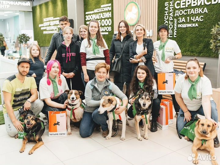 Кинолог, дрессировка собак, зоопсихолог