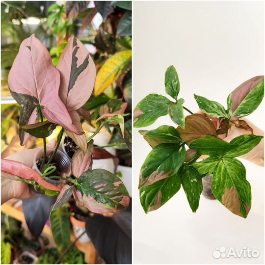 Домашние растения