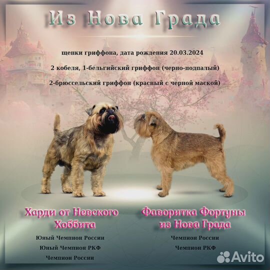 Брюссельский Грифон