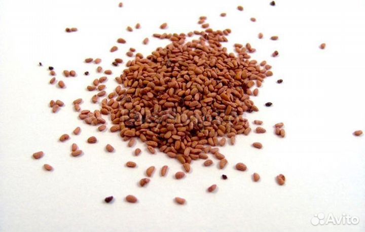 Косточка малиновая