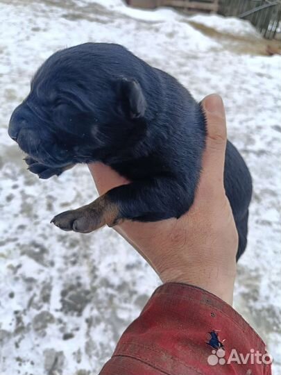 Австралийский келпи