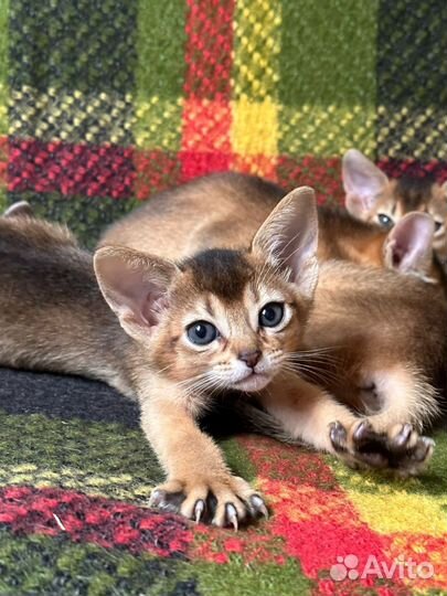 Абиссинские котята