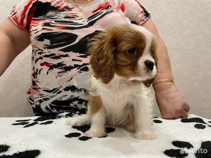 Кавалер кинг чарльз спаниель щенки