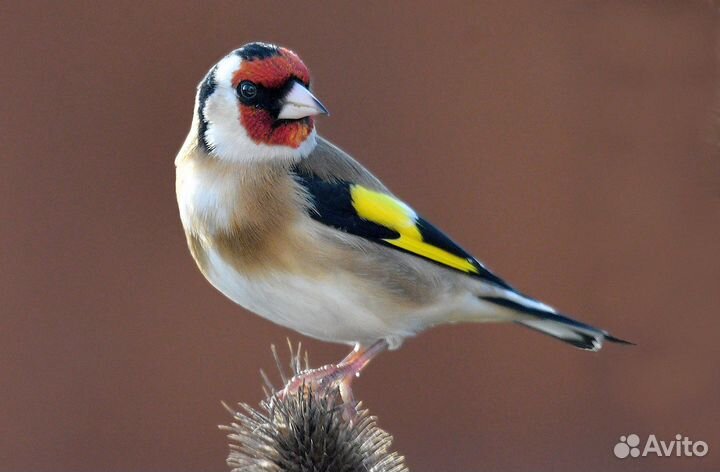 Чижи щеглы певчие птицы