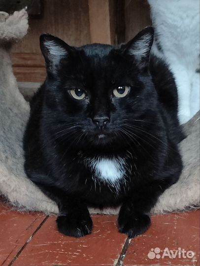 Кисуля с дач ищет дом (у нее была сломана челюсть)