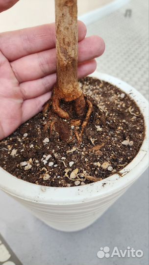 Фикус Религиоза (Священный)