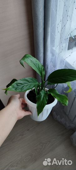 Спатифиллум