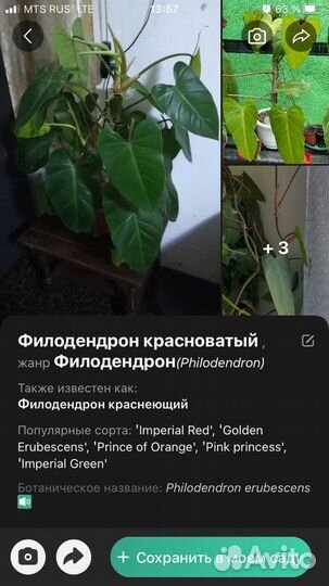 Филодендрон в горшке