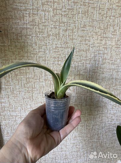 Растение агава