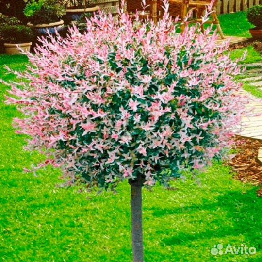 Ива Хакуро Нишики