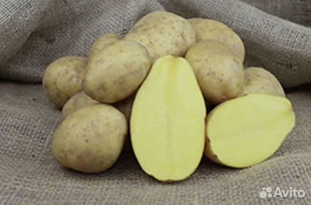 Картофель вега описание сорта характеристика урожайность. Семенной картофель Вега. Сорт картофеля Вега. Ранние сорта картофель Вега. Картошка Гала и Вега.