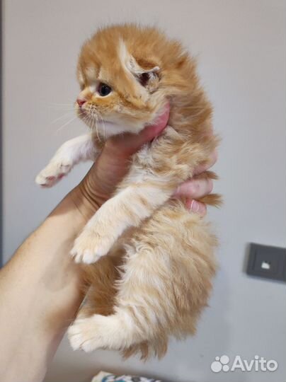 Шотландский вислоухий котик