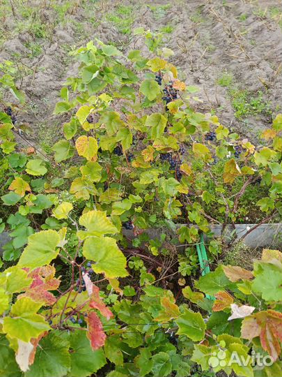 Виноград Изабелла взрослый плодоносящий куст
