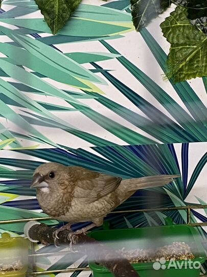 Японская амадина