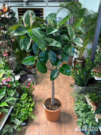 Фикус робуста штамб 180см