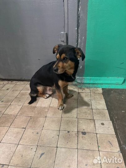 Помесь пинчера