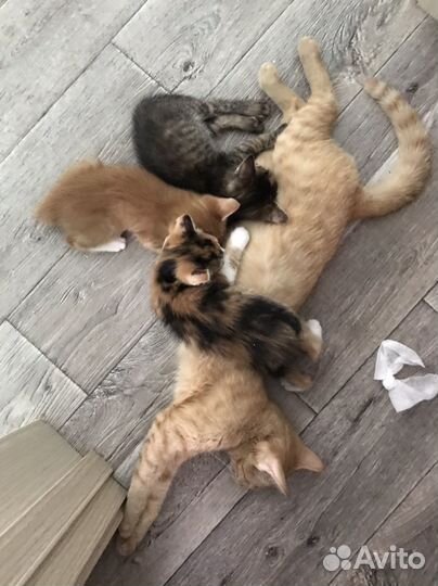 Котята в добрые руки