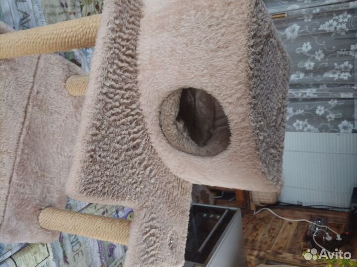 Когтеточка