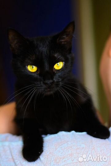 Брюнетка мечтает о доме