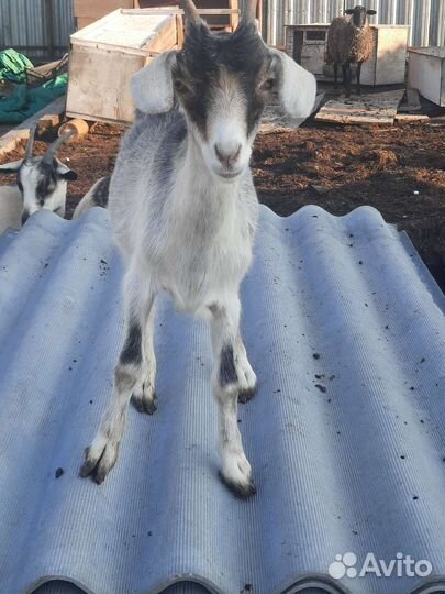 Козы.козоы.козухи.козлята