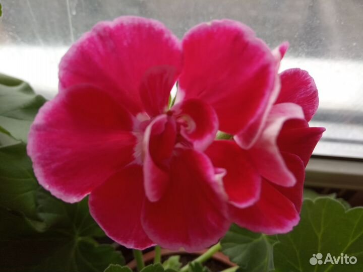 Пеларгонии зональные