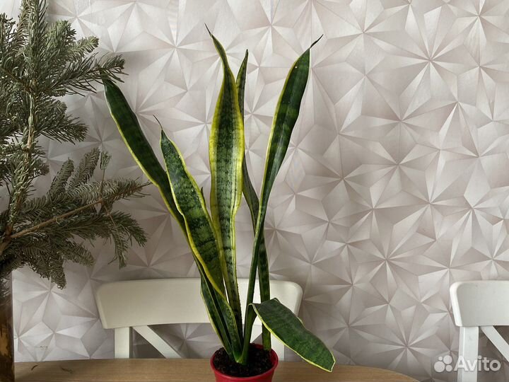 Сансенверия