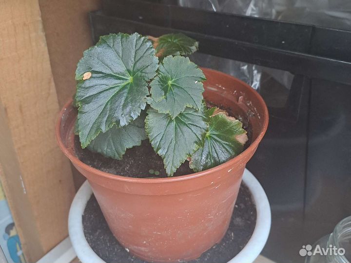 Бегония вечноцветущая