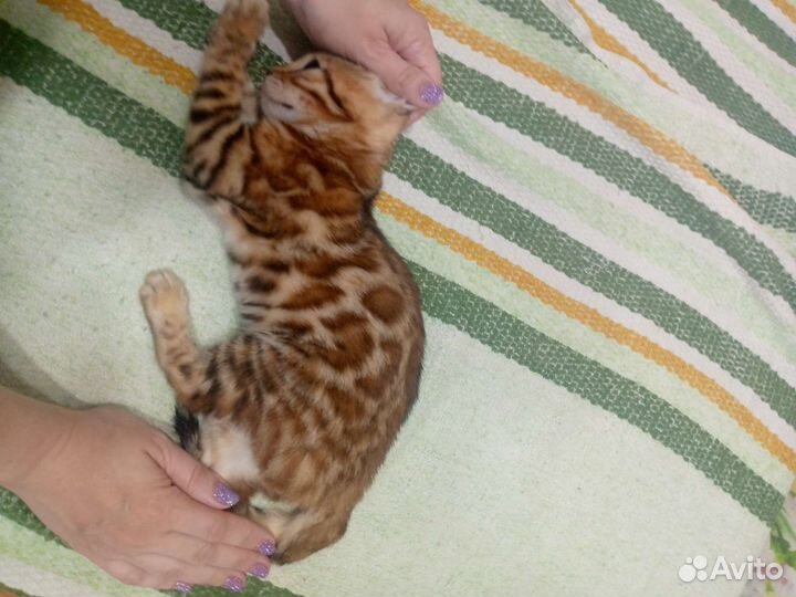 Бенгальская кошка
