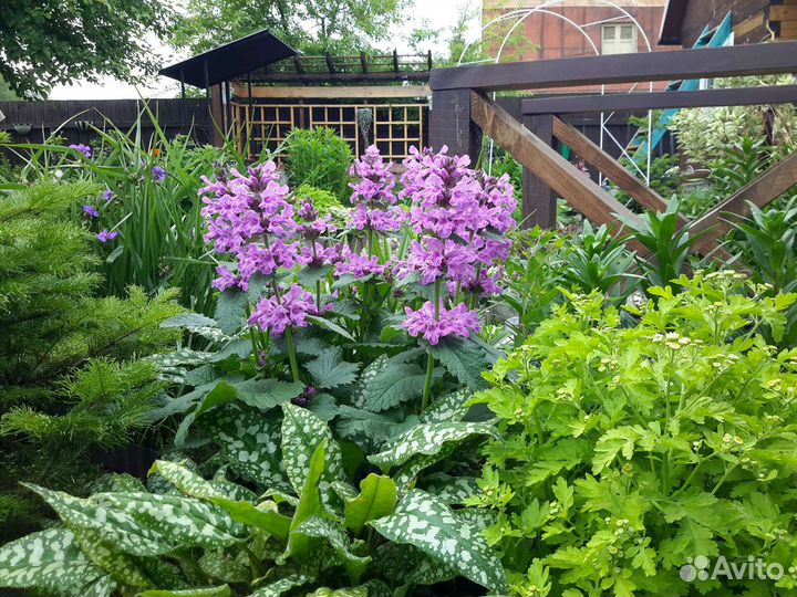 Садовые цветы