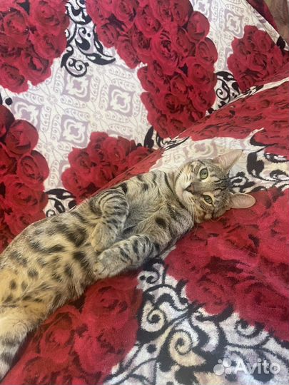 Бенгальский котик