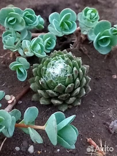 Каменные розы (молодила) 3 сорта