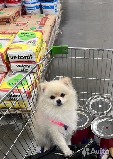 Немецкий шпиц мини